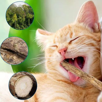 5-Pack Natural Catnip Dental Chew Sticks for Cats – Healthy Molar Cleaning Cat Toys & Treats